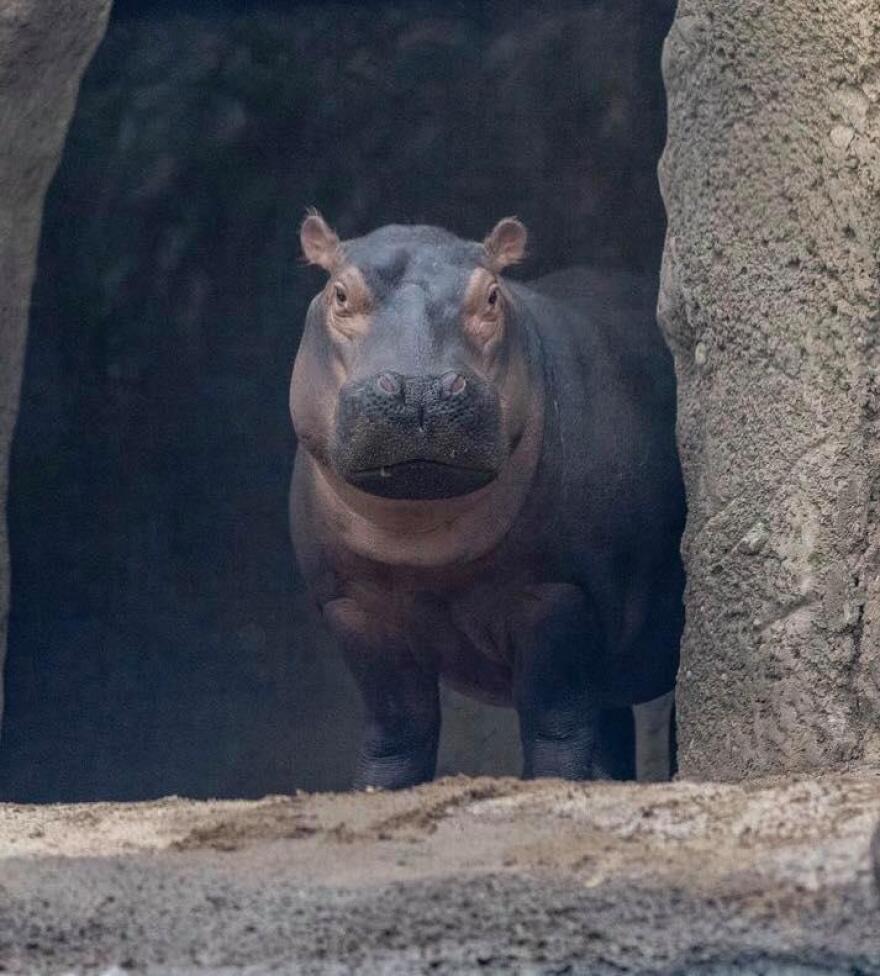 Fiona is the first animal featured on the zoo's "Home Safaris" program offered while the zoo is closed.